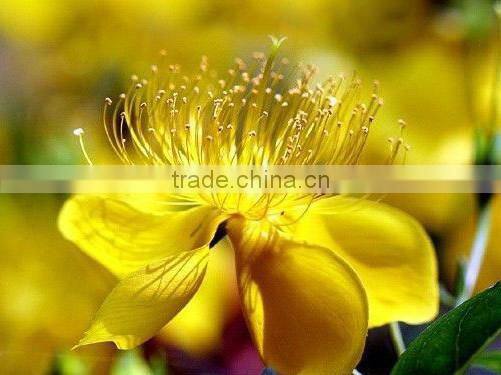 100% Pure and Natural Chinese Weeping Forsythia Herbal Oil