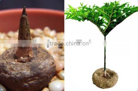 Japan konnyaku sponge