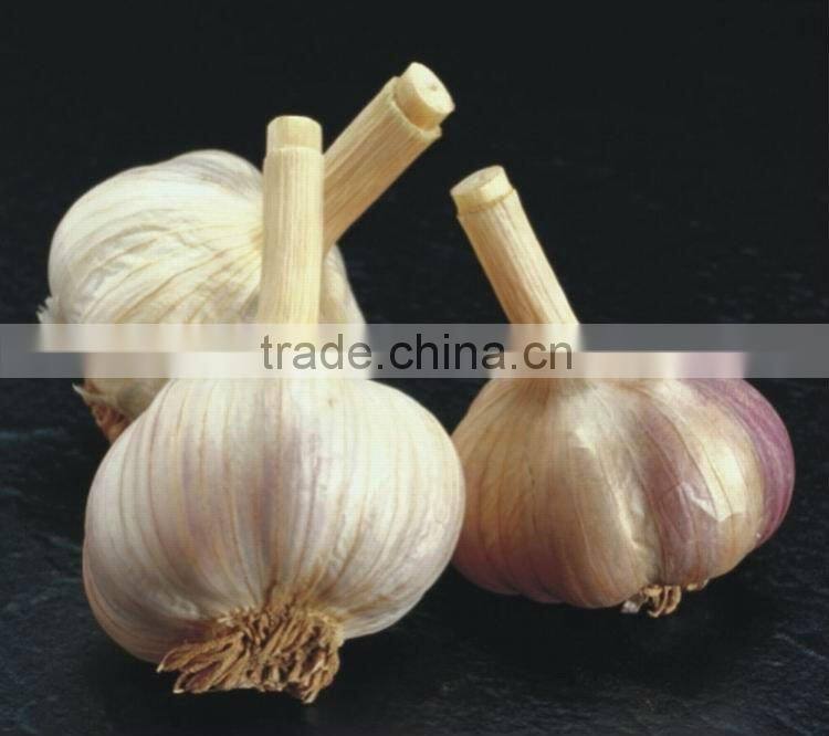Garlic Plant Extract