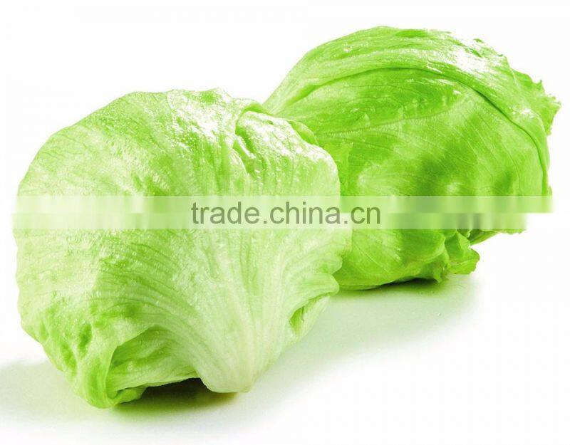 green lettuce for cooking