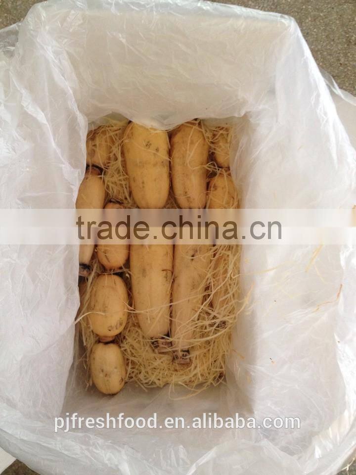 Fresh root of Lotus/ Lotus root whole or sliced