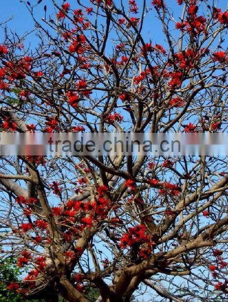 Erythrina crista-galli