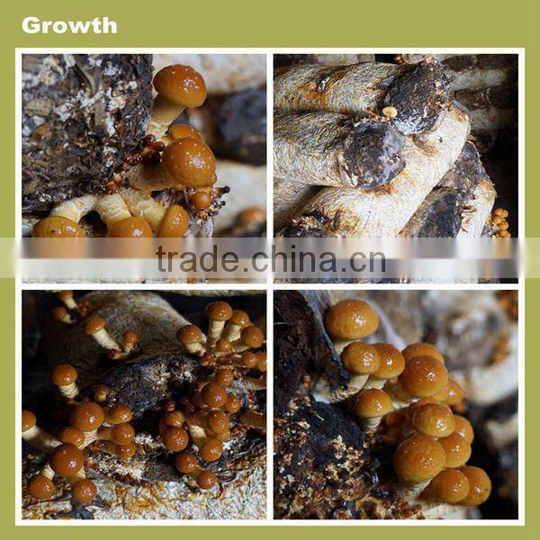 high quality salty flavor slice mushroom