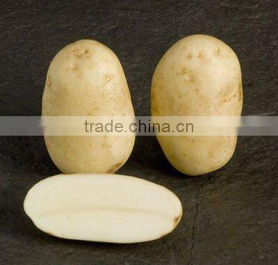 The newest Crop Chinese fresh potato