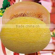 CU05 No.903 f1 hybrid smooth cucumber seeds in vegetable seeds