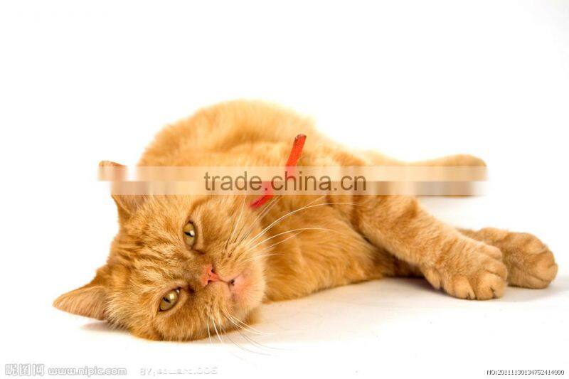 feeding cage cat cage with platform C2903