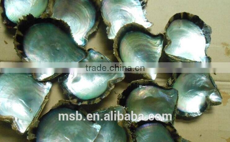 Cheap natural japan akoya shell buttons for shirt cuff