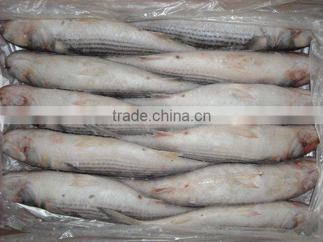 Frozen grey mullet