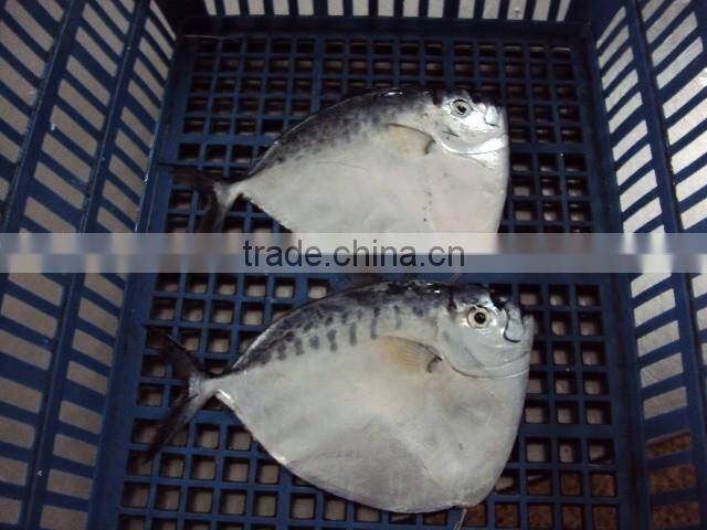 frozen moonfish with cheap price