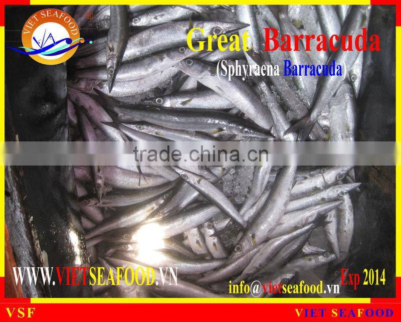 FROZEN BARRACUDA FISH