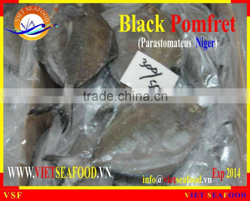 FROZEN BLACK POMFRET WHOLE ROUND