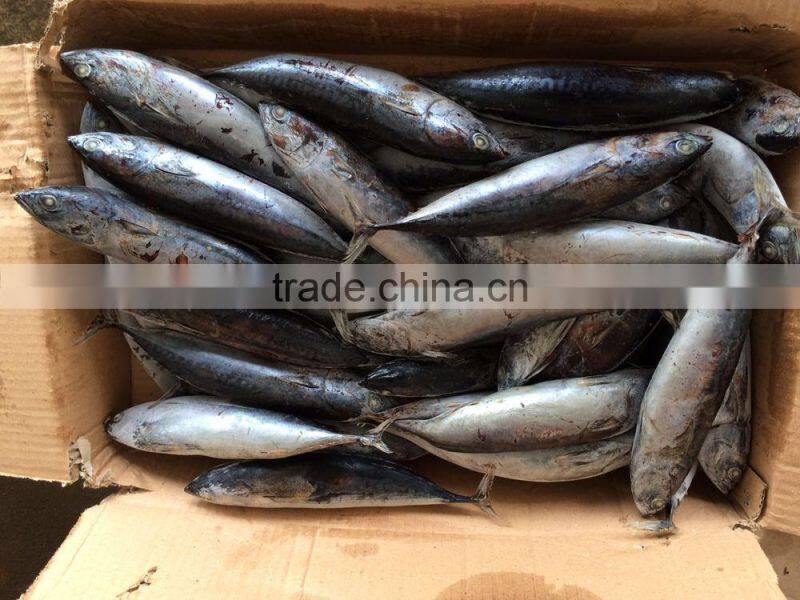 80-100G bonito for sale