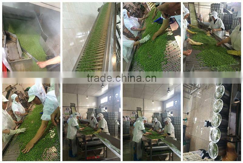 Ready to cooking best canned green peas with FDA,IFS,KOSHER,HACCP certified