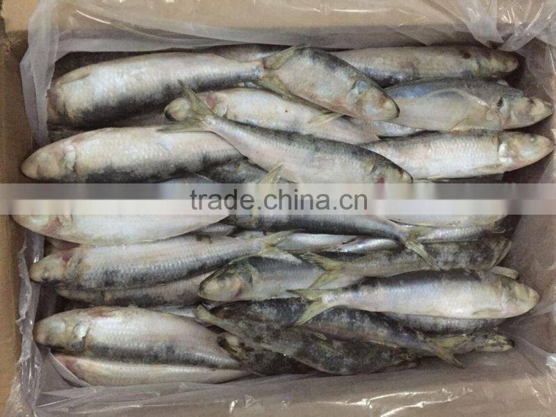 Fishing nets pacific sardines bait on sale