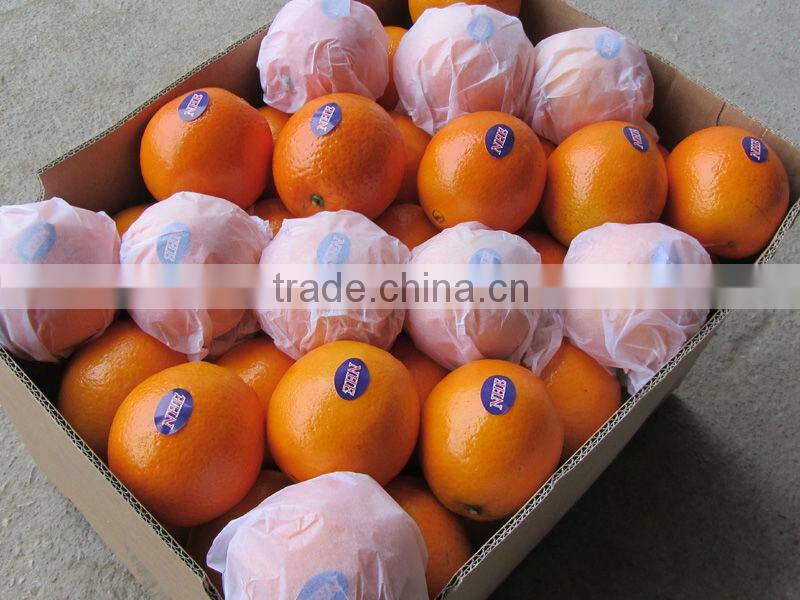 Bulk Navel Orange Fruits for Sale