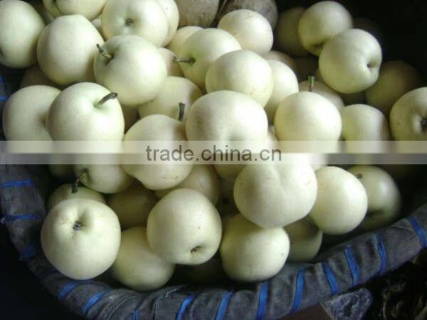 China fresh emerald pear with cheap price and good quality