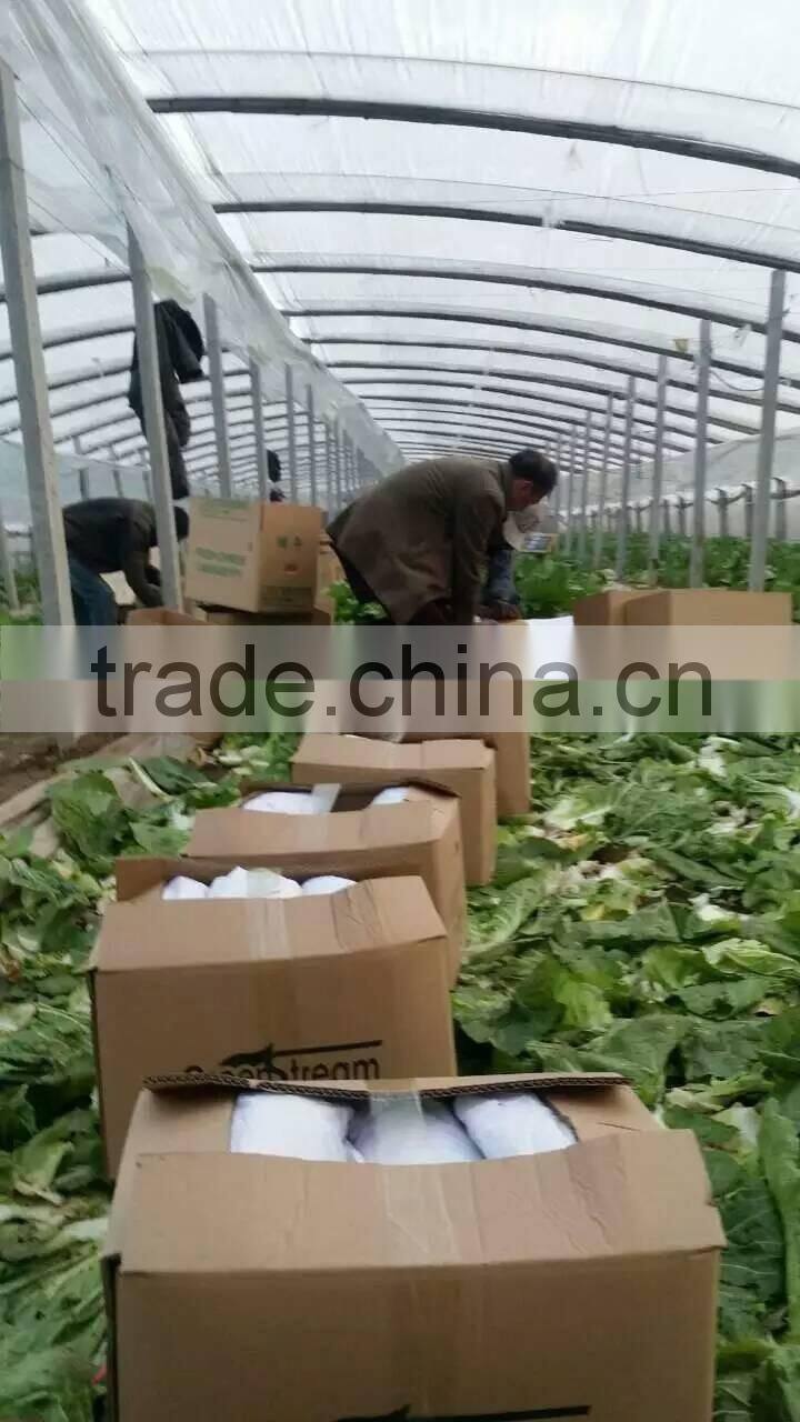 fresh new crop chinese cabbage