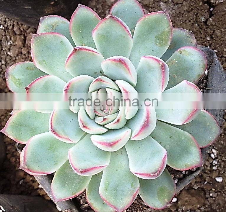 Echeveria pulidonis of succulent plants