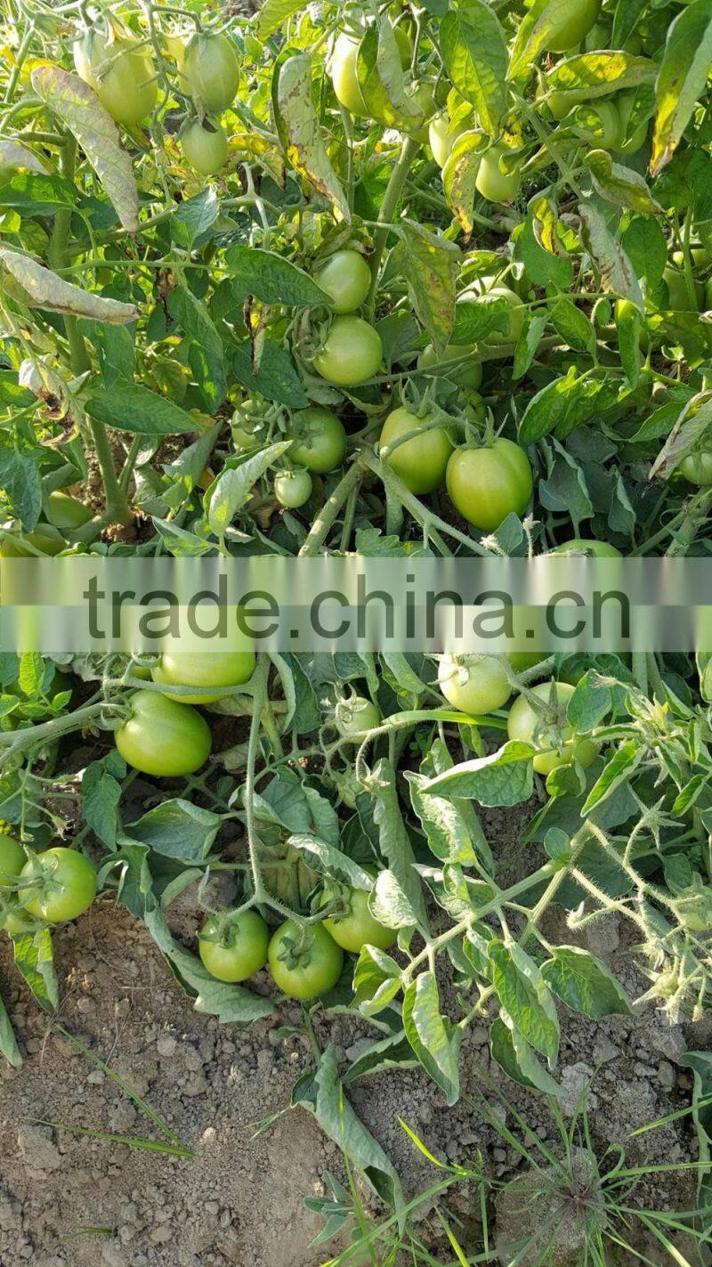ROCKY F1 Hybrid Tomato Seeds