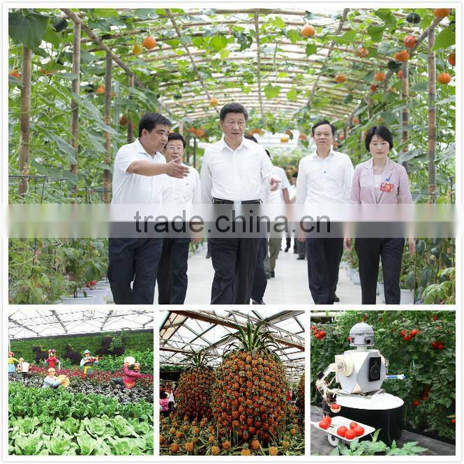 Early maturity cold resistant high yield celery seeds Empress cerely