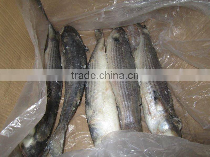 IQF frozen grey mullet whole round