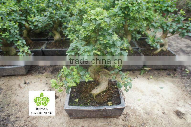 Ligustrum sinense bosnai in 20cm,25cm ,30cm pot