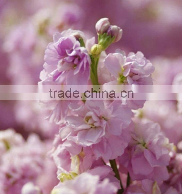 Alibaba china hot-sale cut fresh pink and violet cotton bakers twine