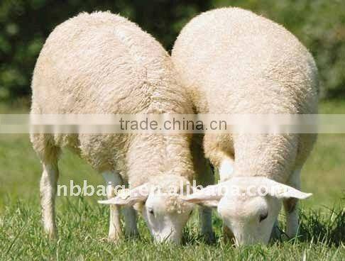 animal pig ear tag ,laser ear tag,ear tag for pig