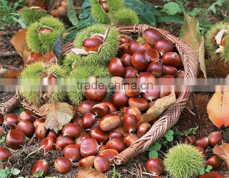 Bulk excellent Quality new fresh Dandong Chestnuts
