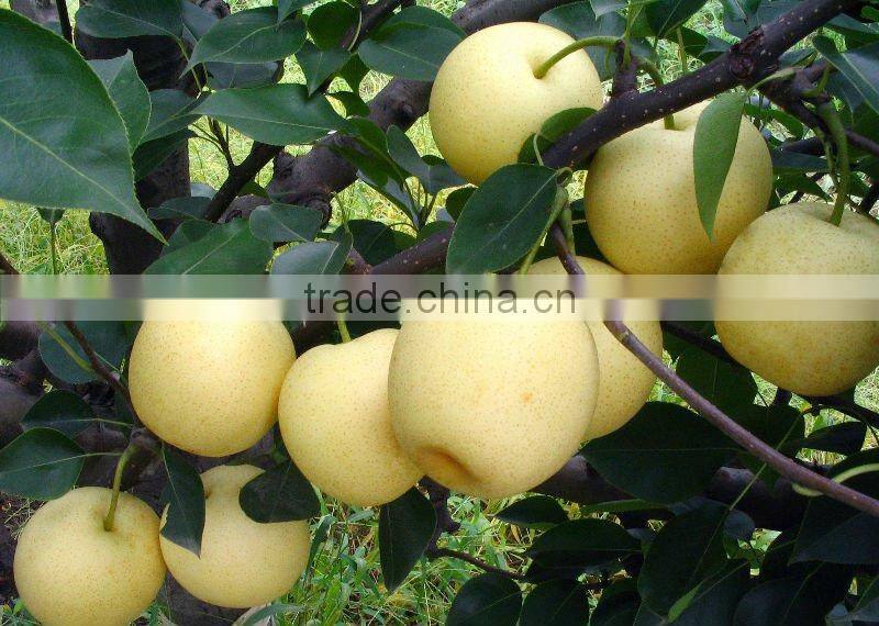 fresh fragrant pear