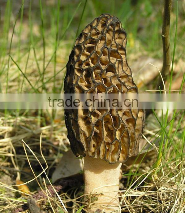 Shiyan Wild dried Morel Mushrooms Best Price