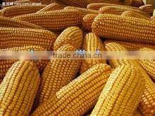 mobile corn thresher