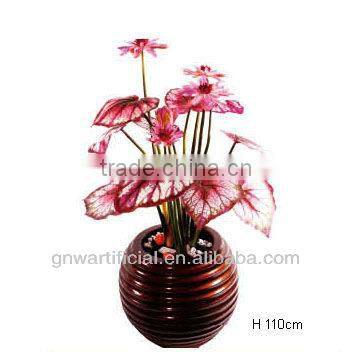 ficus microcarpa bonsai bonsai tree indoor plant GNW G142