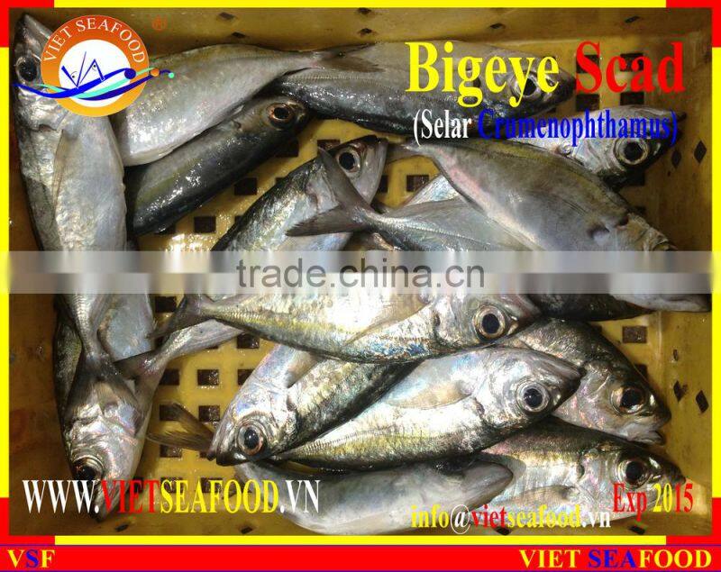 FROZEN BIGEYE SCAD WHOLE ROUND