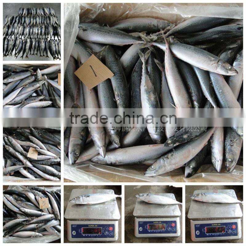 Frozen Fish Shipping All Arund The World