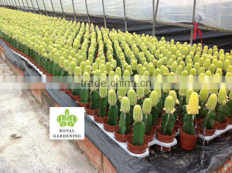 Cacti nursery indoor plant