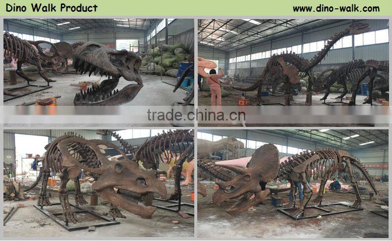 Museum quality T rex dinosaur head fossil