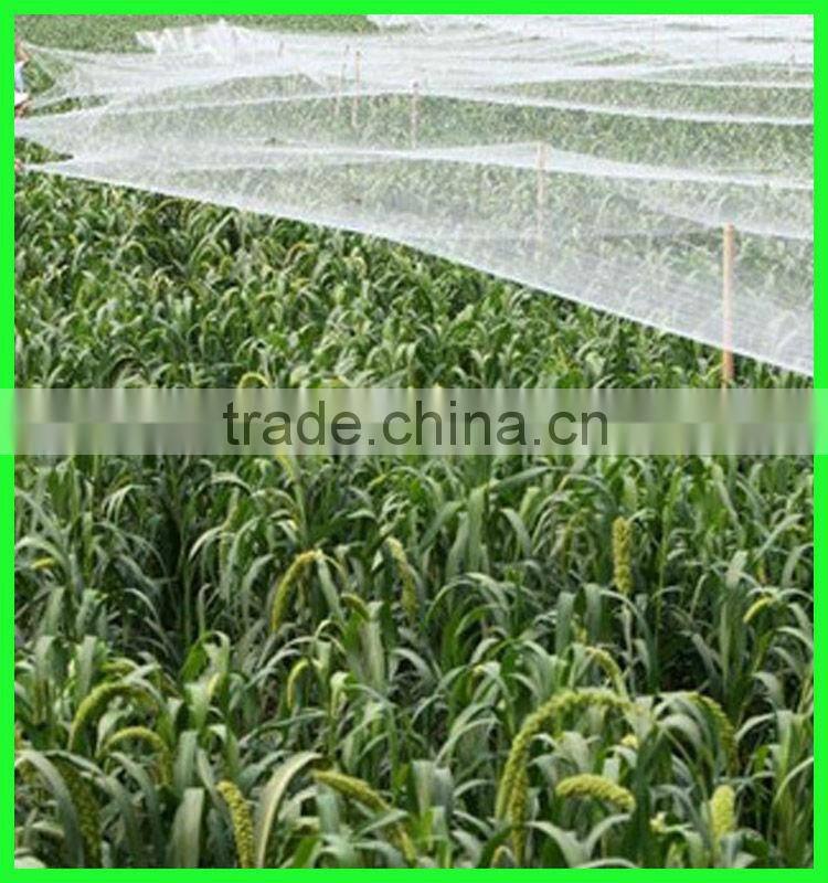 High quality 100% virgin HDPE grape anti bird control netting for sale