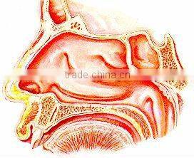 Semiconductor laser treatment instruemnt