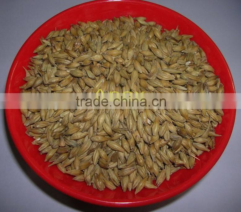 Barley for malt / Barley for feed / Hordeum vulgare / Barley seeds