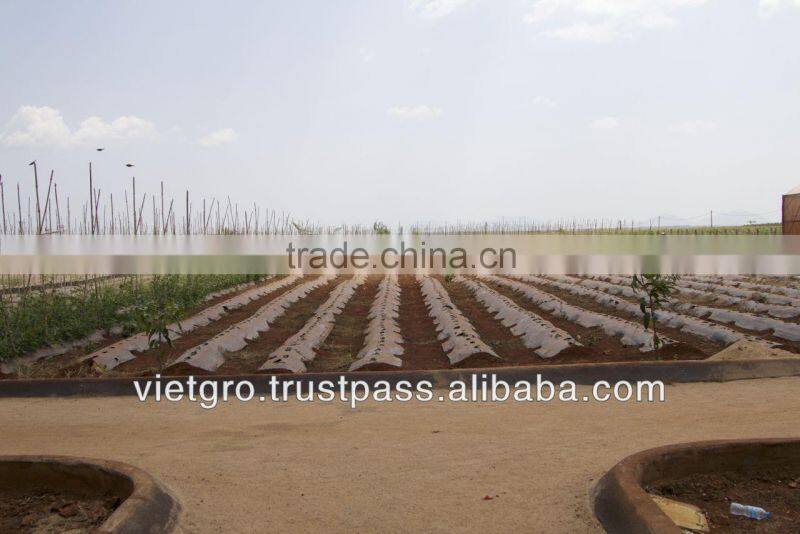 High Quality F1 Hybrid Okra Seeds VGO02