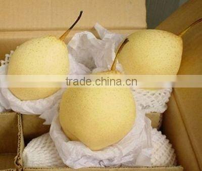 China Shandong Golden fresh pear 80cm