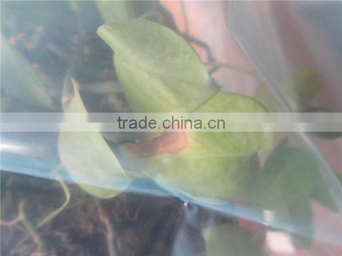 High Quality HDPE film for greenhouse, greenhouse plastic film