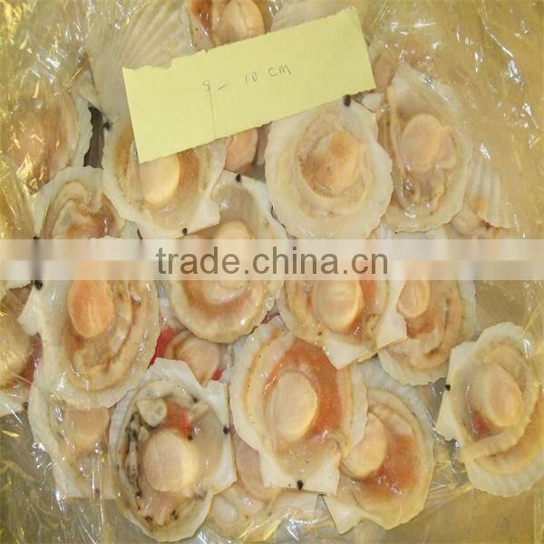 high quality frozen seafood half shell scallop price(7-8cm)