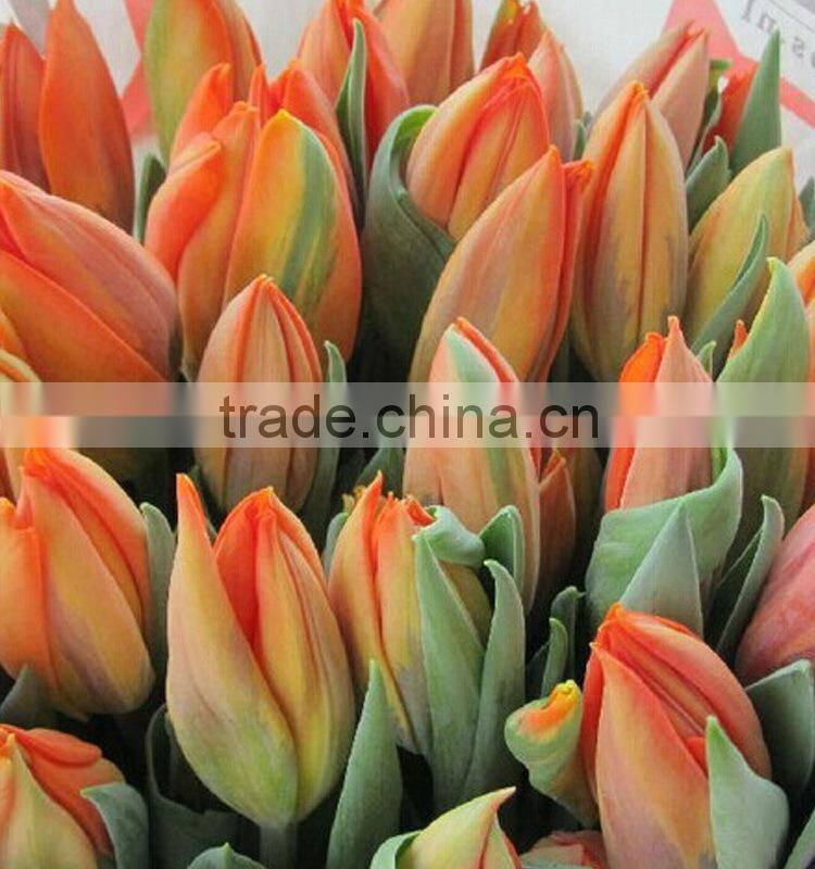 Color Cheapest high quality fresh tulip