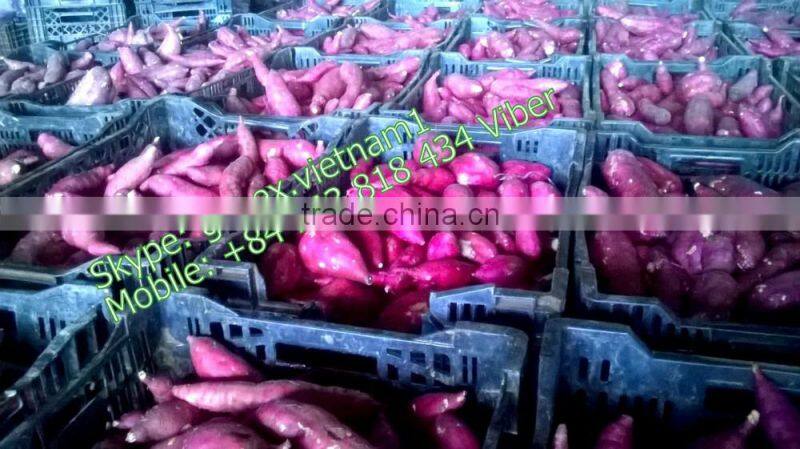 JAPAN YELLOW SWEET POTATO