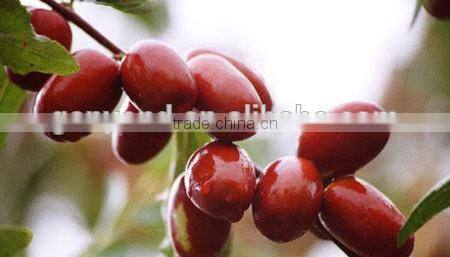 date palm / jujube cleaning, sorting, drying production line