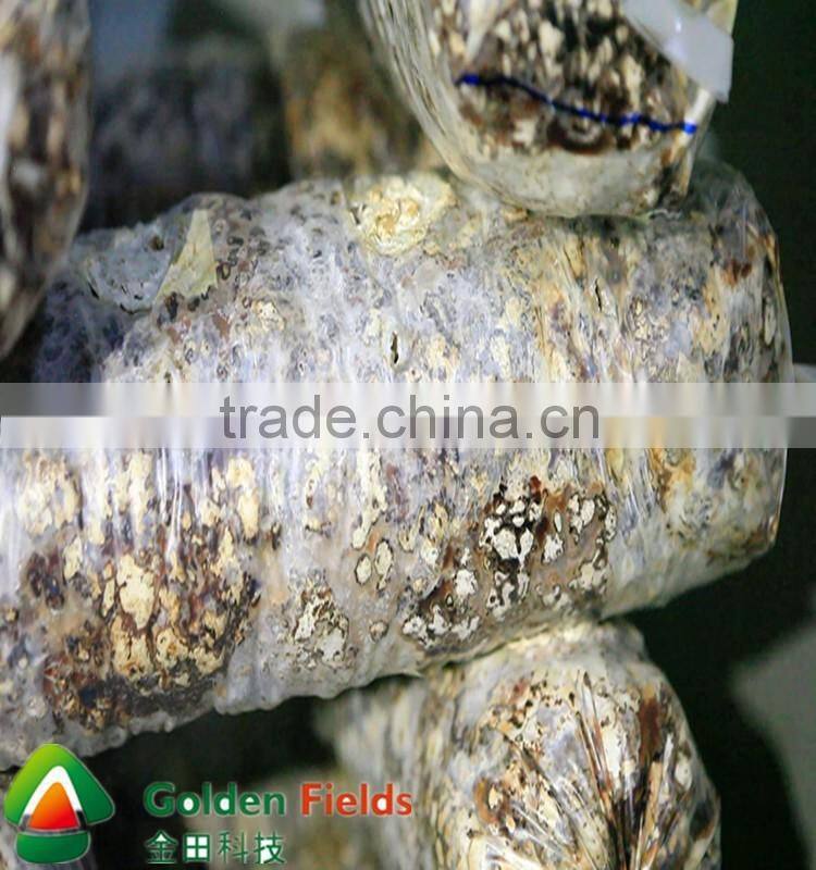 Bulk supplier hotsale Organic Magic Shiitake Mushroom