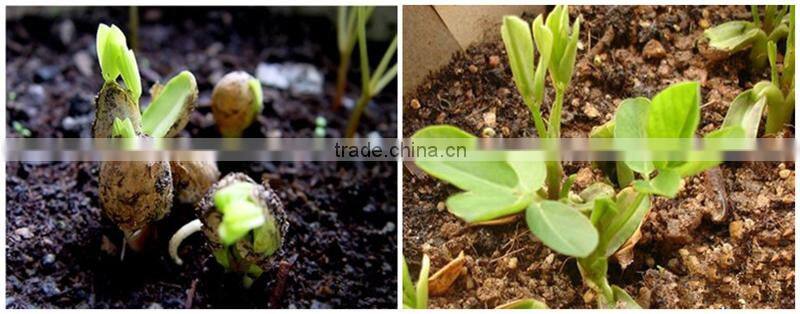 FAQ-The Growth Of Peanut