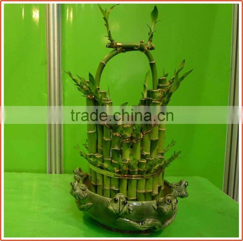 basket shaped lucky bamboo air bonsai tree dracaena sanderiana indoor aquatic feng shui plants nursery garden decoration